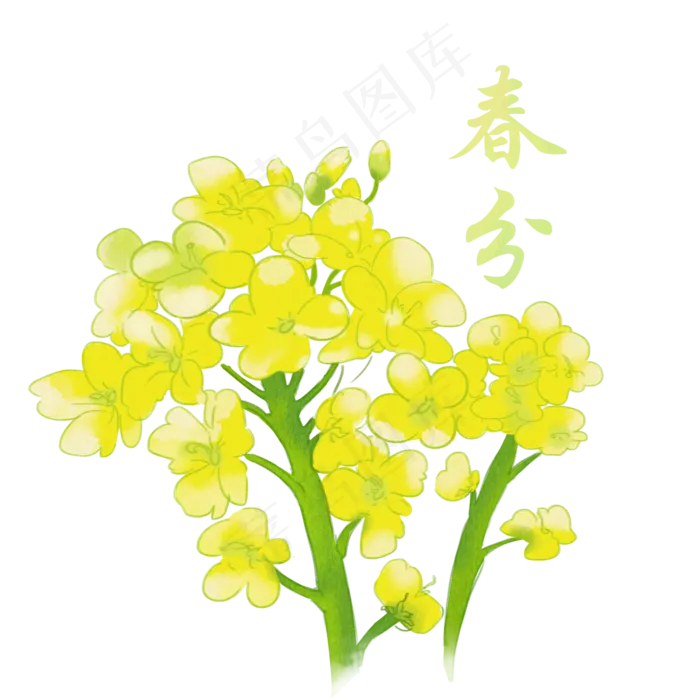 春分节气手绘油菜花,免抠元素(2000*2000px 300 dpi )psd模版下载