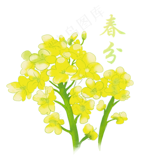 春分节气手绘油菜花,免抠元素