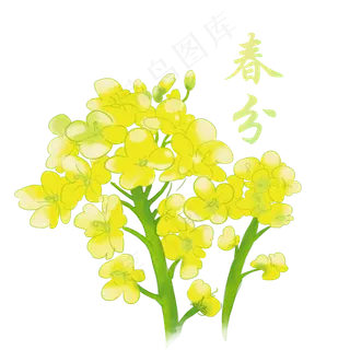 春分节气手绘油菜花,免抠元素