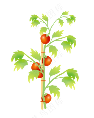 红色农作物番茄