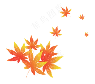 枫叶树叶落叶秋天,免抠元素