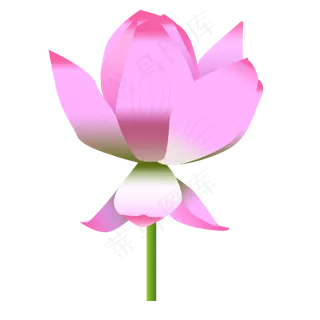 红色美丽荷花免抠图