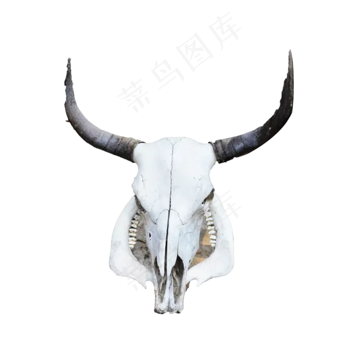 白色山羊头骨,免抠元素(3000*3000px 300 dpi )