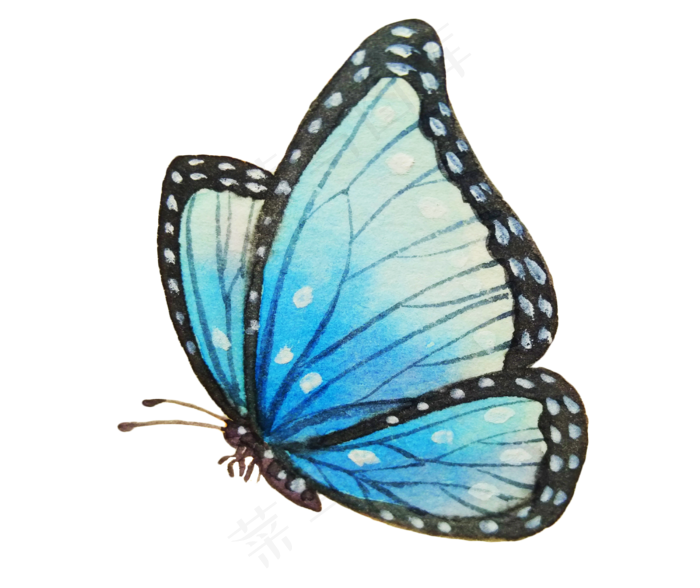 手绘黑色花边蝴蝶插画