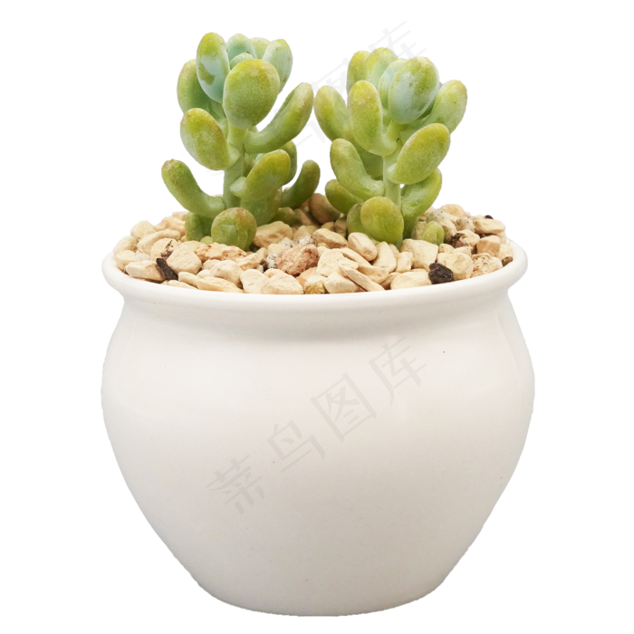 盆栽多肉,免抠元素