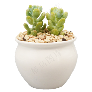 盆栽多肉,免抠元素