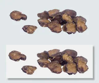 中药附子,免抠元素