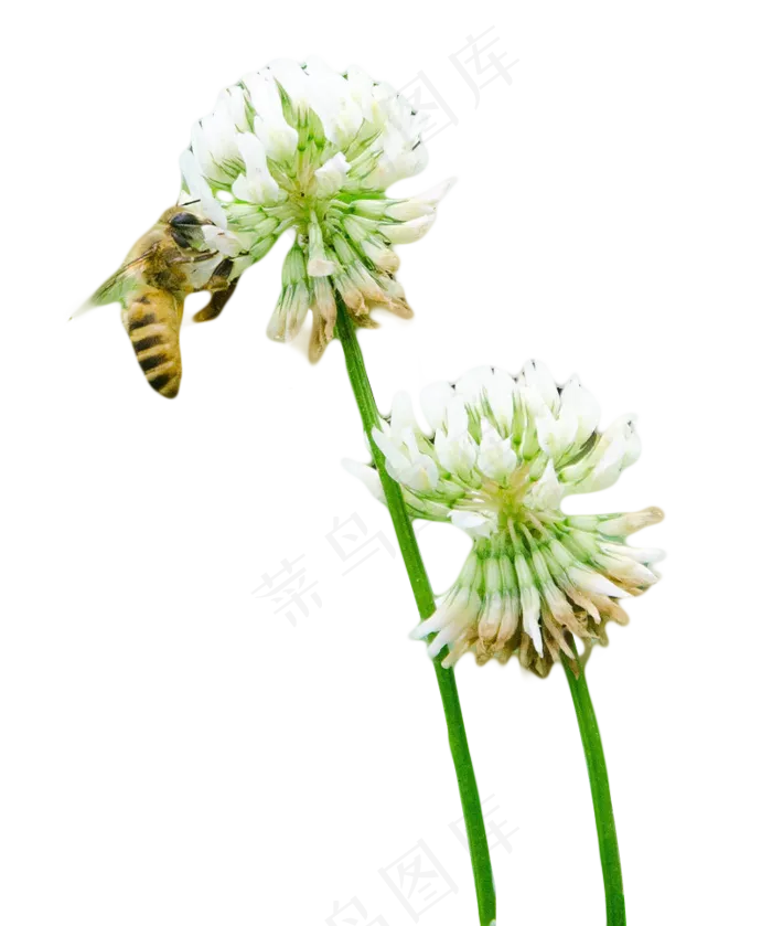 蜜蜂花植物