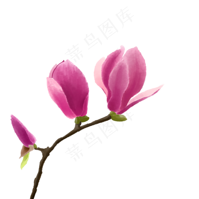 紫红色玉兰花水彩画,免抠元素