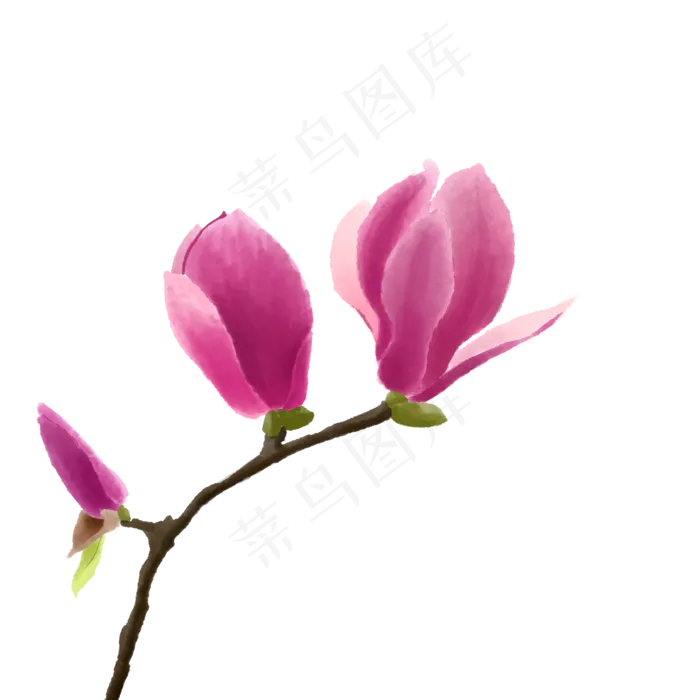 紫红色玉兰花水彩画,免抠元素(2000X2000(DPI:300))psd模版下载