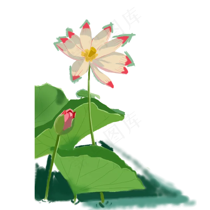 美丽绽放的大荷花(2000X2000(DPI:300))psd模版下载