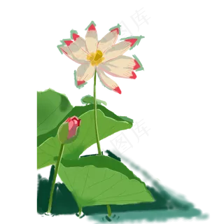 美丽绽放的大荷花