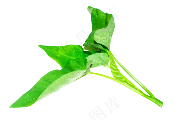 绿色蔬菜空心菜(3000*2000px 300 dpi )
