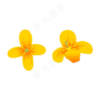 美丽的矢量黄色油菜花,免抠元素