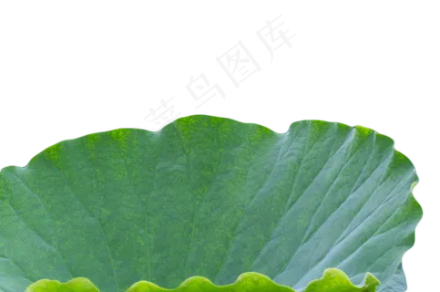 荷叶池塘 荷叶池塘