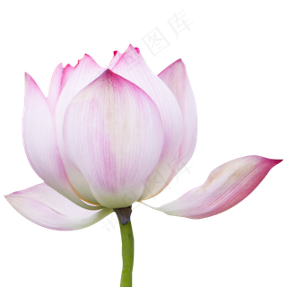 欲开的粉色荷花