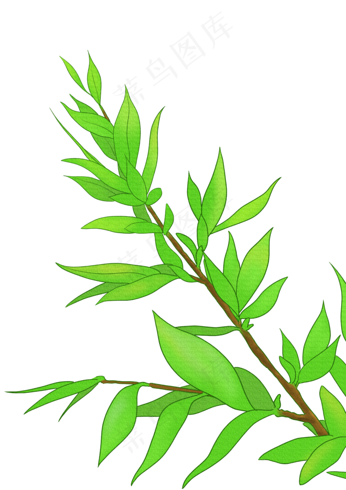 夏天的树叶春天的树叶