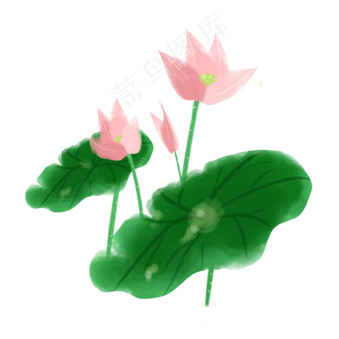 中国风水墨荷花