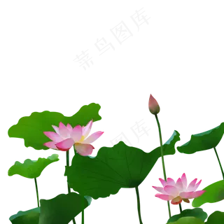 清新荷花免费下载