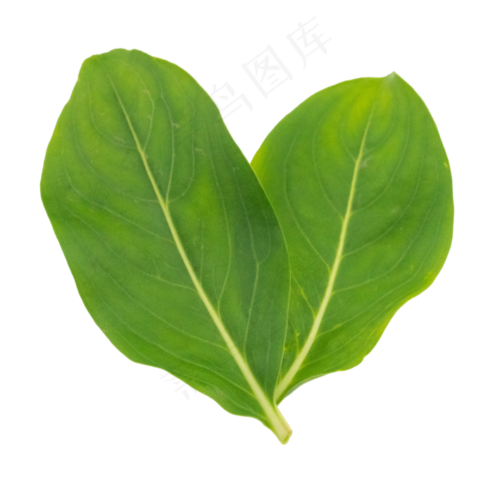 绿色树叶叶子