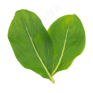 绿色树叶叶子