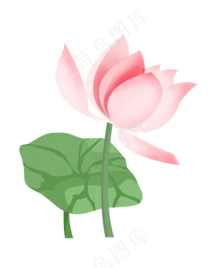 美丽的粉色荷花