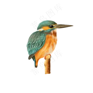 可爱动物翠鸟鸟类,免抠元素