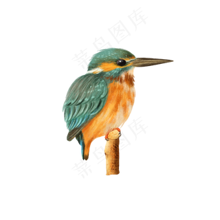 可爱动物翠鸟鸟类,免抠元素
