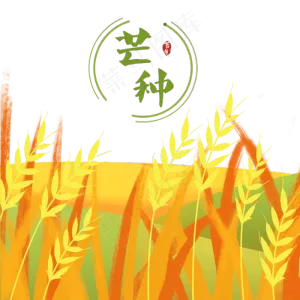 芒种节气稻谷元素