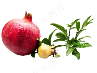 大小石榴石榴枝