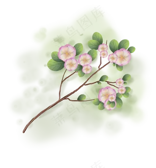 春天古风樱花树枝