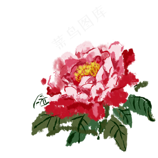 芍药科植物科属绿植牡丹花