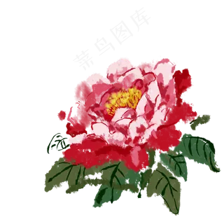 芍药科植物科属绿植牡丹花