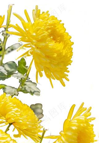 菊花和绿叶,免抠元素