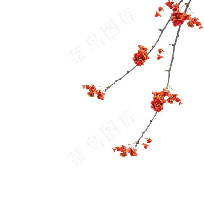 中国风红色干花树枝(2000X2000(DPI:300))psd模版下载