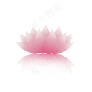 荷花通用词粉色荷花