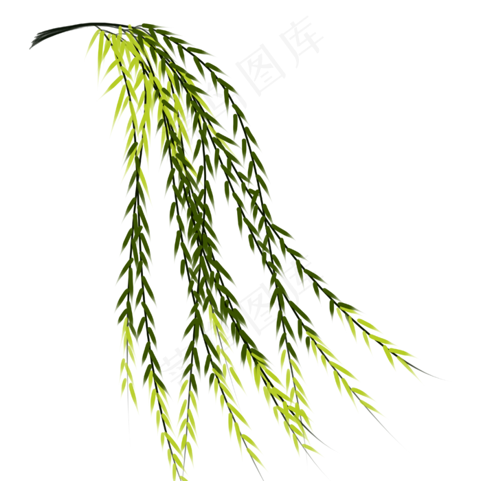 春天柳树枝发新芽清明节上行