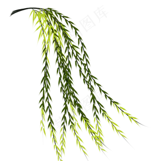 春天柳树枝发新芽清明节上行