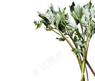 无公害的艾叶,免抠元素