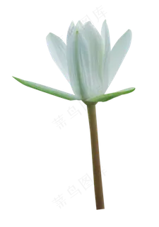 白色荷花 白色荷花