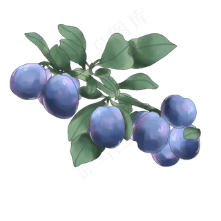 夏天水果乌梅