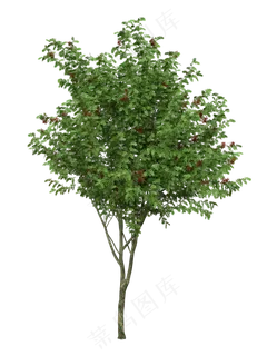 红粒花椒树,免抠元素