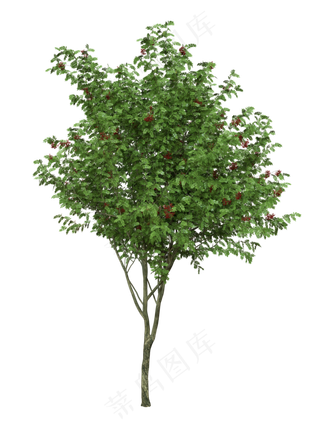 红粒花椒树,免抠元素