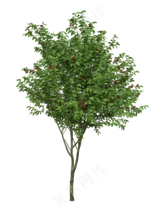 红粒花椒树,免抠元素