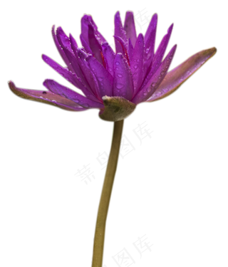 粉色睡莲花