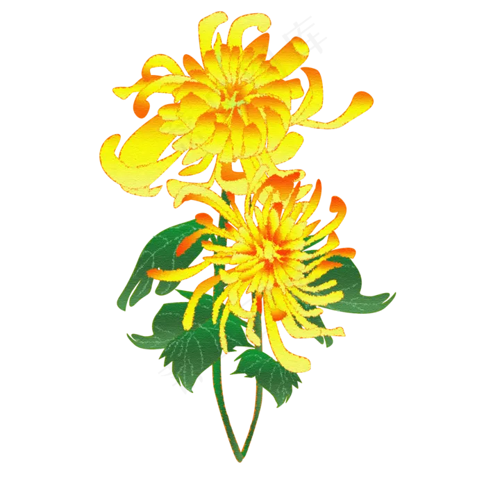 手绘花秋天秋季菊花