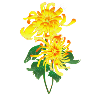 手绘花秋天秋季菊花