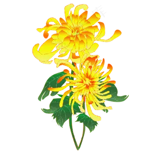 手绘花秋天秋季菊花