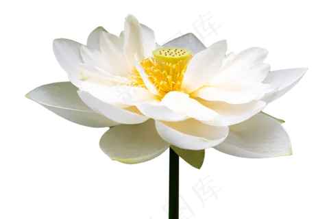 白色莲花 白色莲花