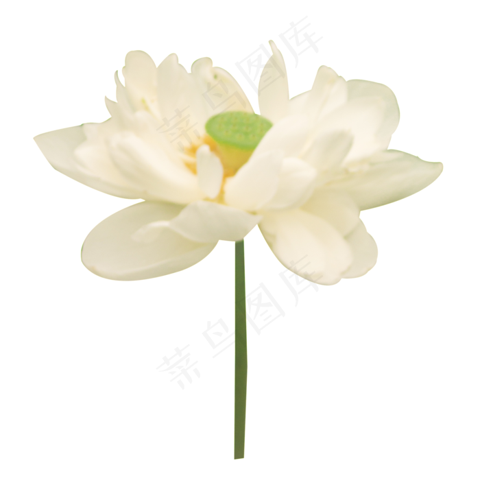 白色荷花(2091X2113(DPI:300))psd模版下载